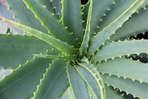 Aloe vera for loose neck skin